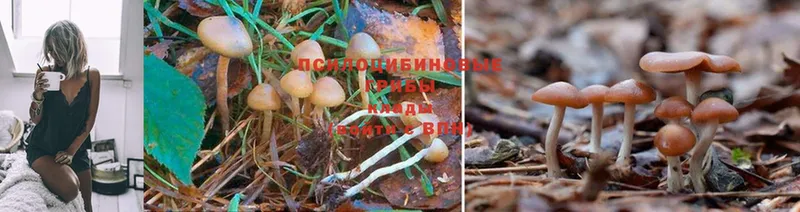 продажа наркотиков  Отрадный  Псилоцибиновые грибы Magic Shrooms 